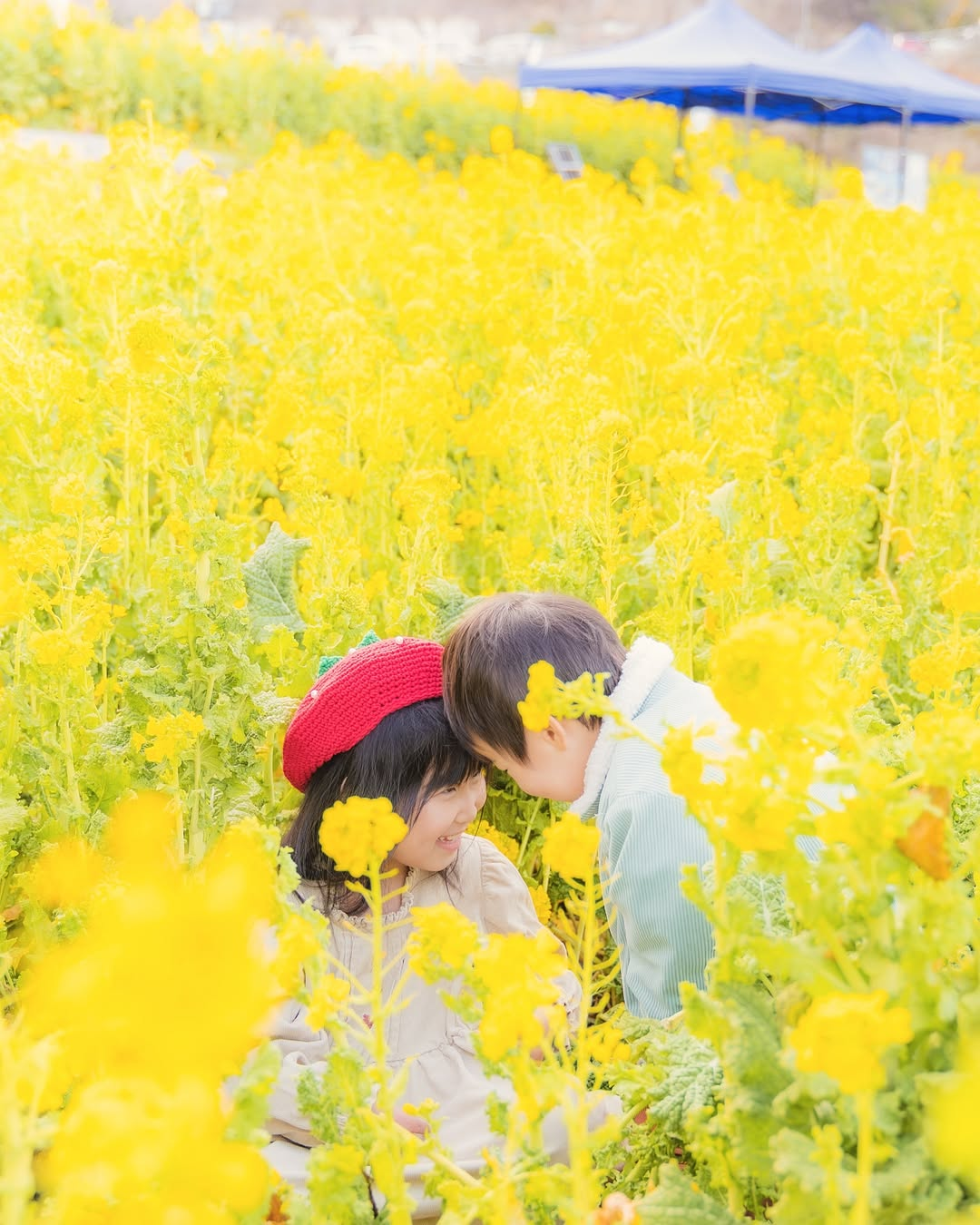 田尻町菜の花畑
