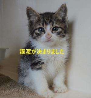 フ5-6 ヘーゼル