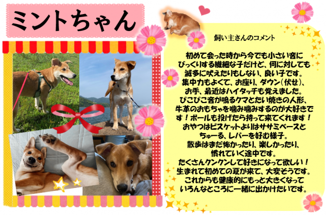 ミント