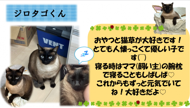 ジロタゴ