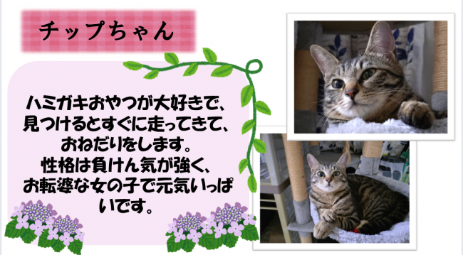 チップ