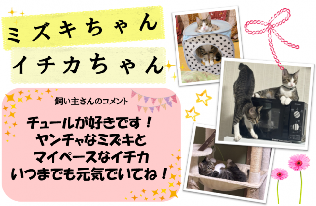 ミズキ、イチカ