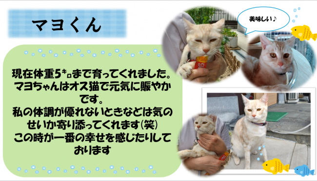 マヨ
