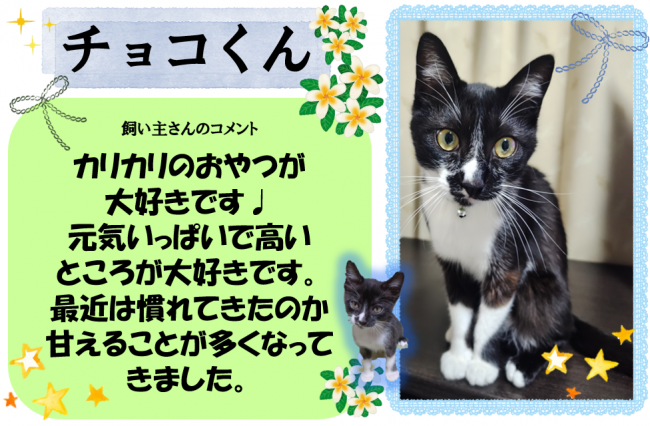 チョコ