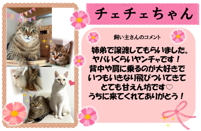 チェチェ