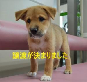 8-33 ふく