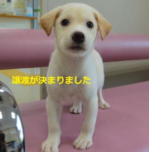 8-3 はんぺん