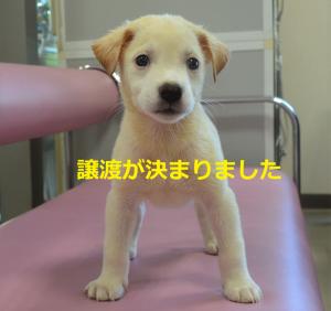 8-4 チロ