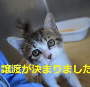 8-6 きなこ